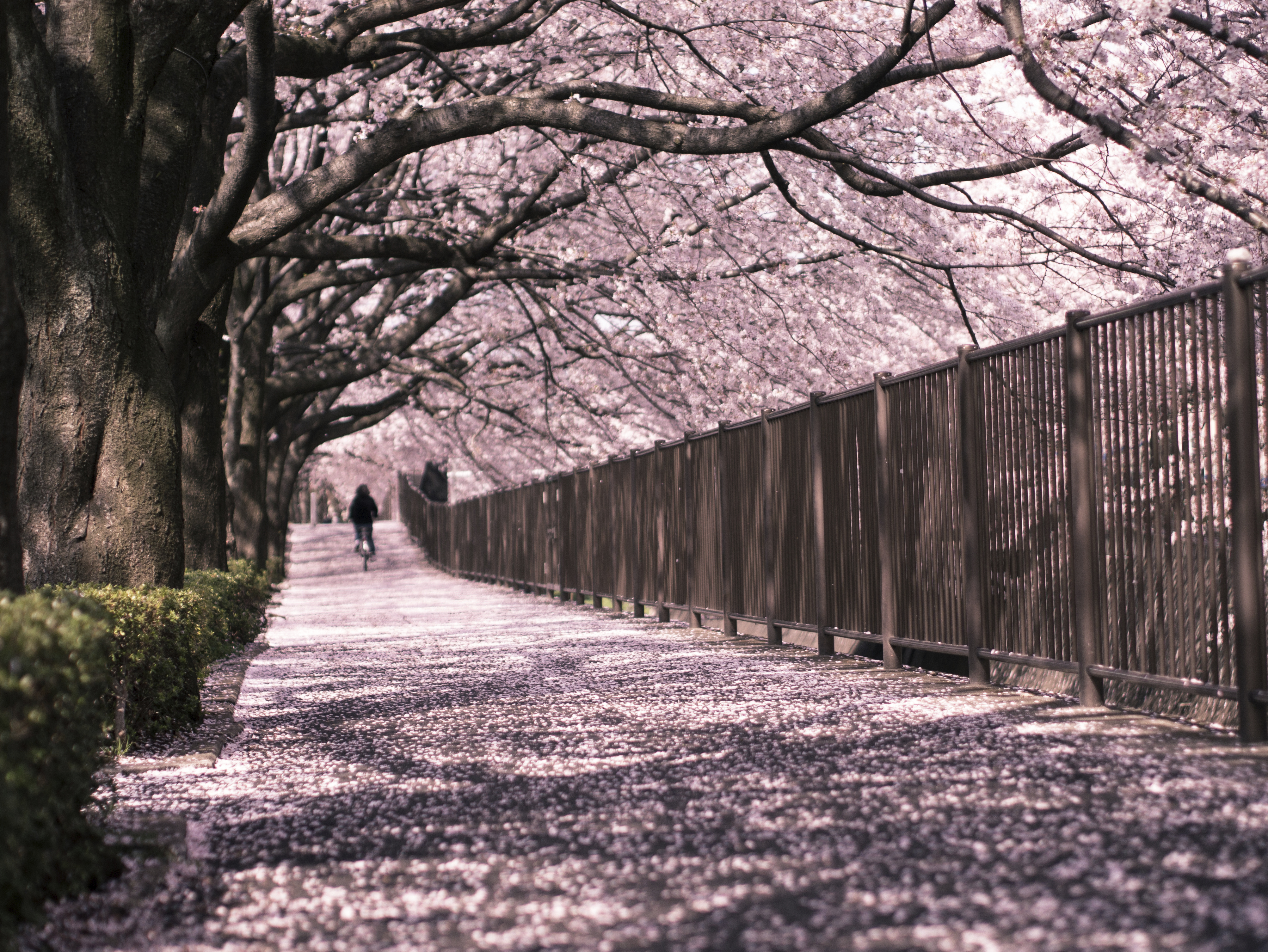 Hanami