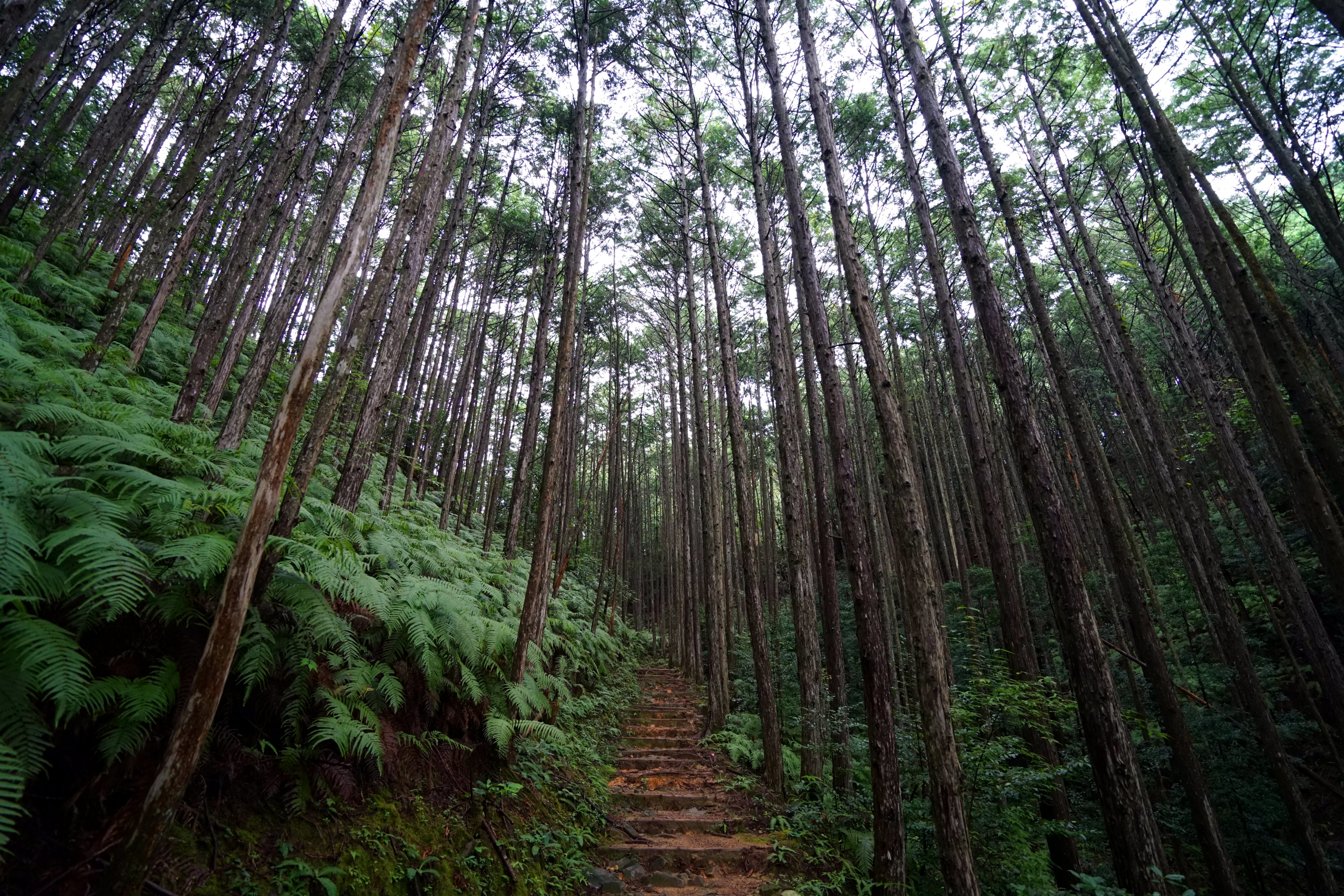 Kumano Kodo